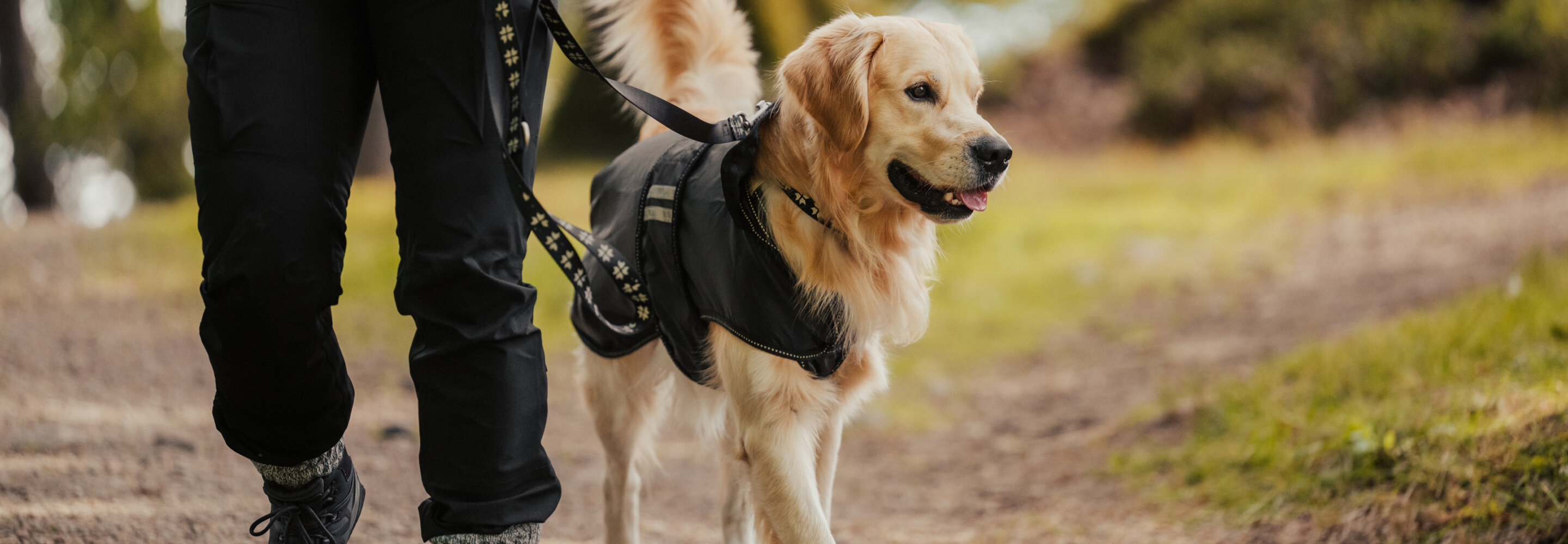 dog coat