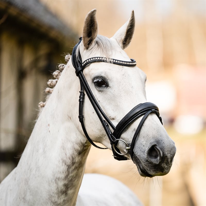 Neusriem gecombineerd met hoofdstel Stafford Fairfield® Zwart