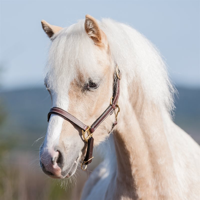 Veulen/Shetland halster Fernville Fairfield® Donkerbruin