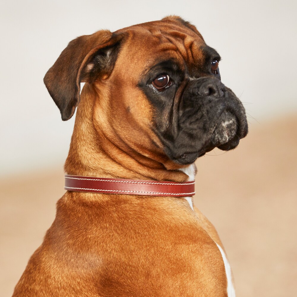 Halsband Halve choke Basic traxx®