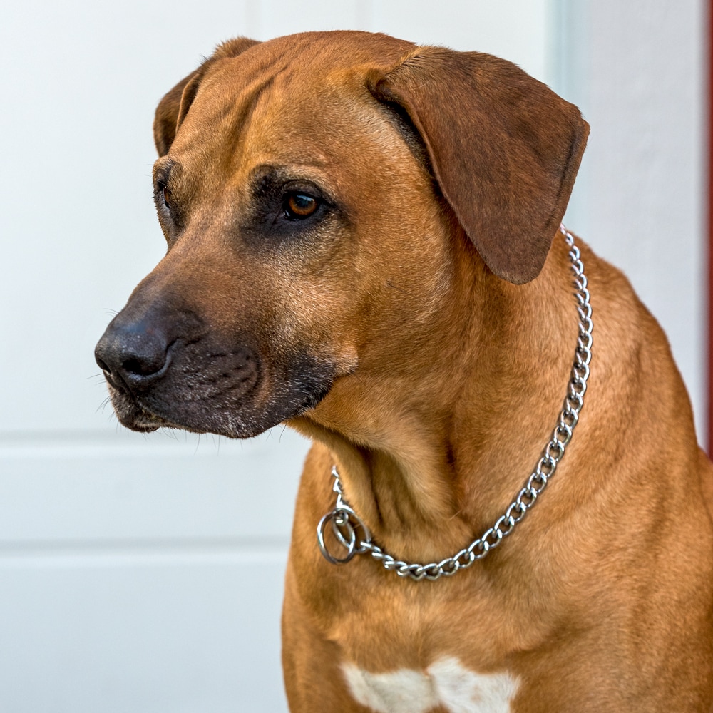 Halsband Wurgketting SAFE Trixie