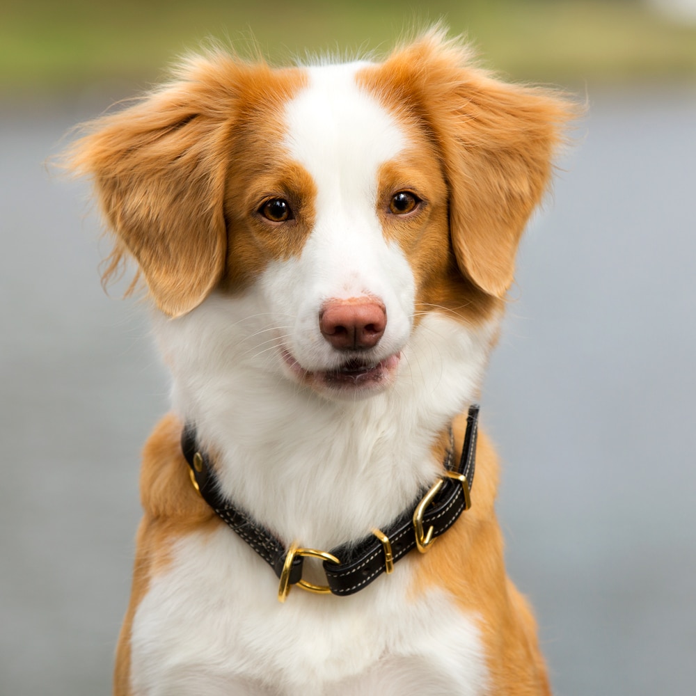 Halsband Halve choke Grand traxx®