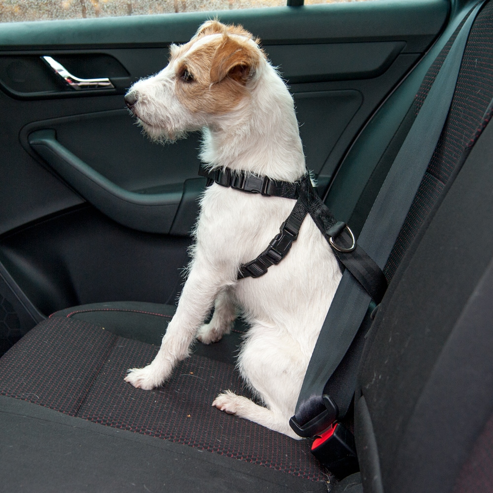 Autoharnas voor honden   traxx®
