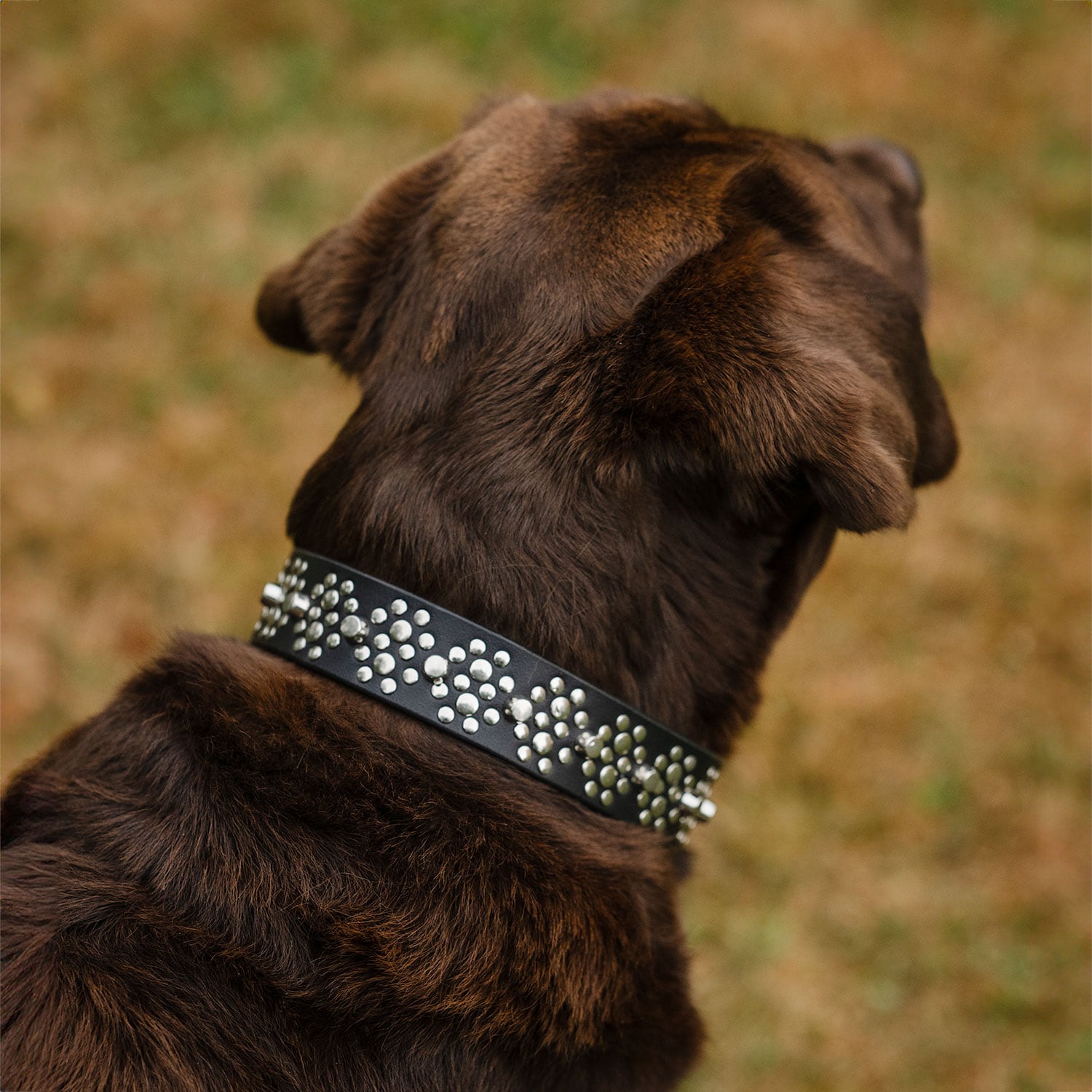 Halsband Hond Niksa traxx®