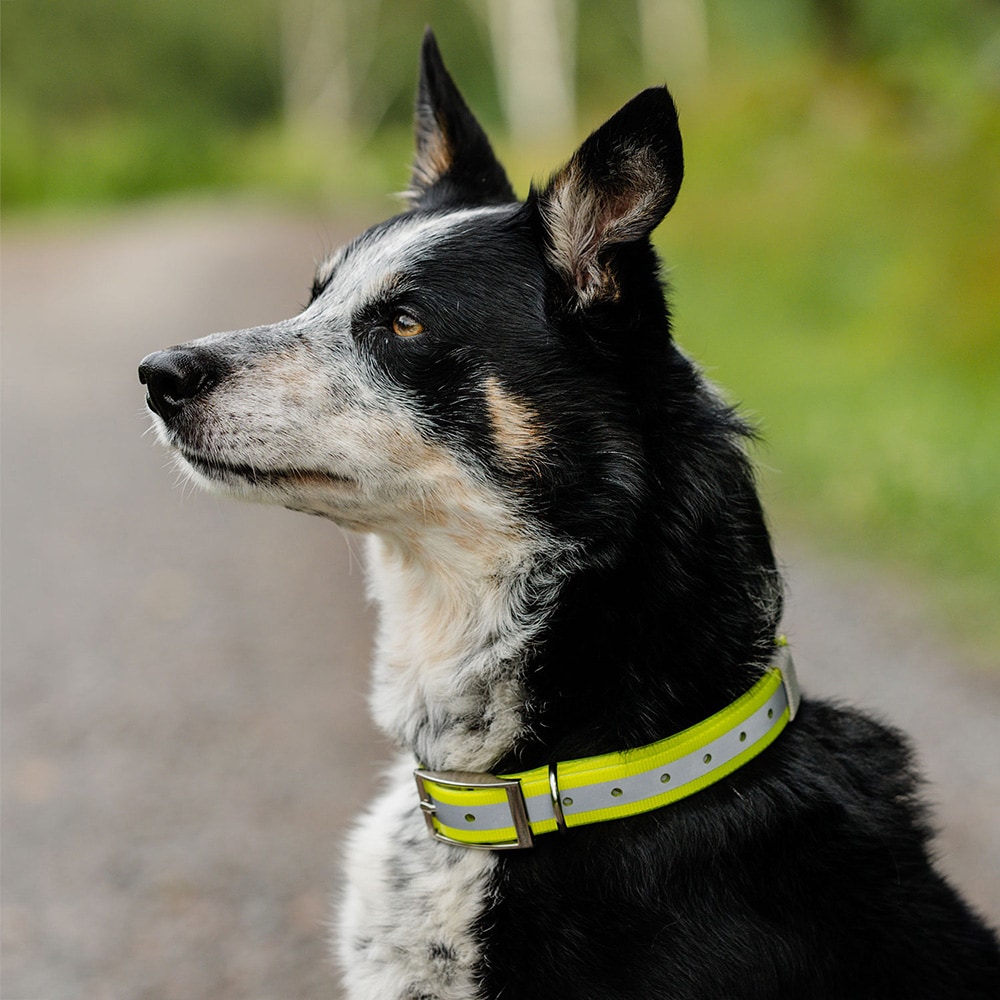 Halsband Hond Rexa traxx®