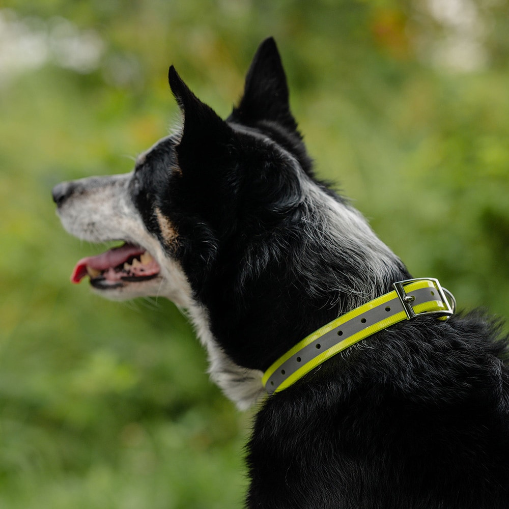 Halsband Hond Rexa traxx®