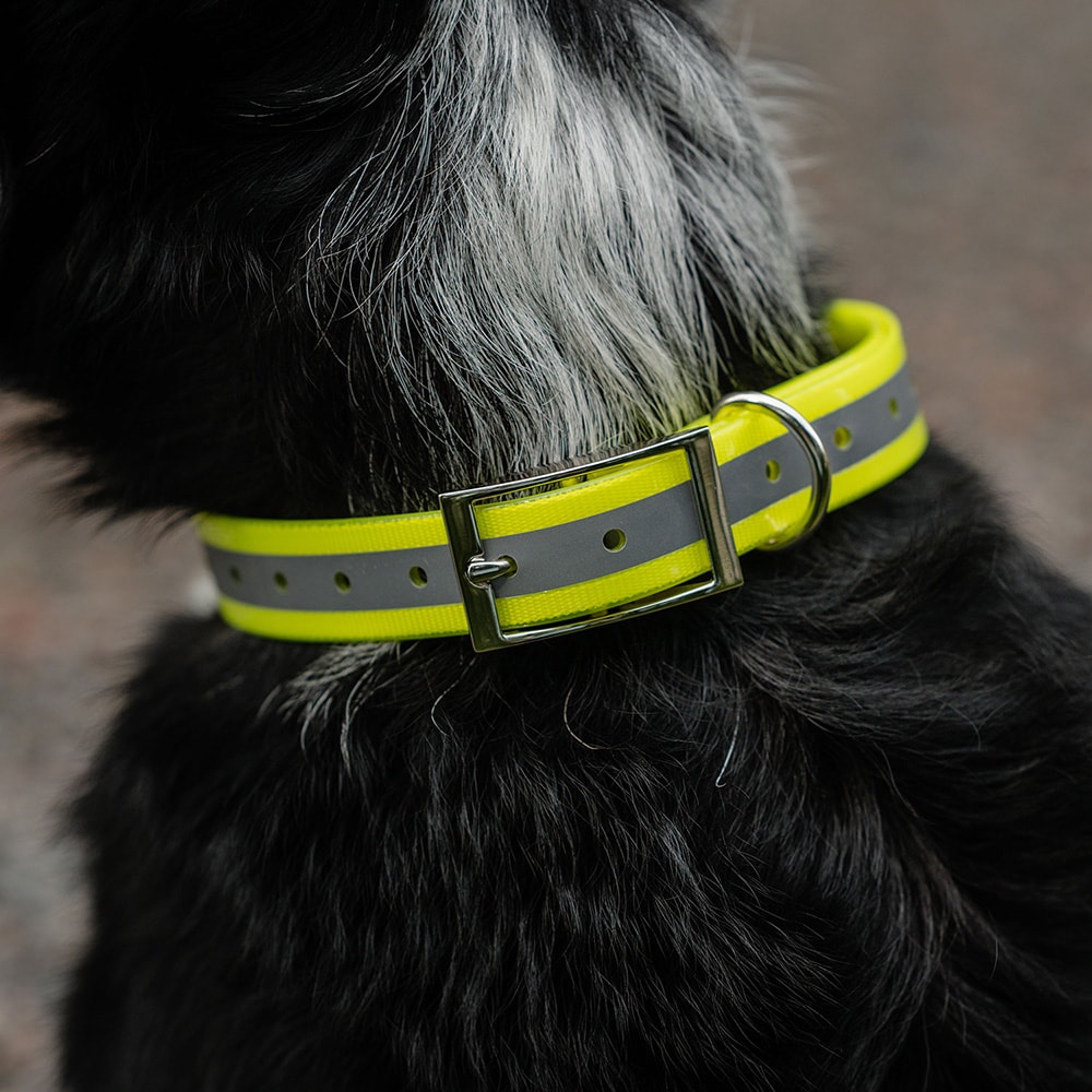 Halsband Hond Rexa traxx®
