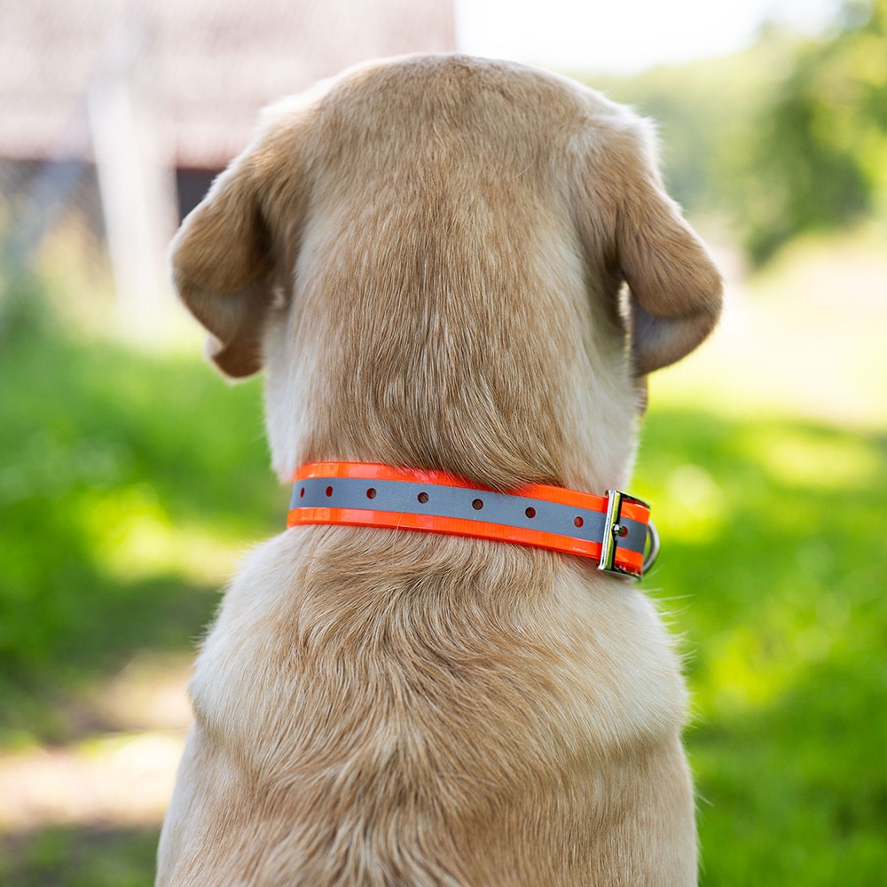 Halsband Hond Rexa traxx®
