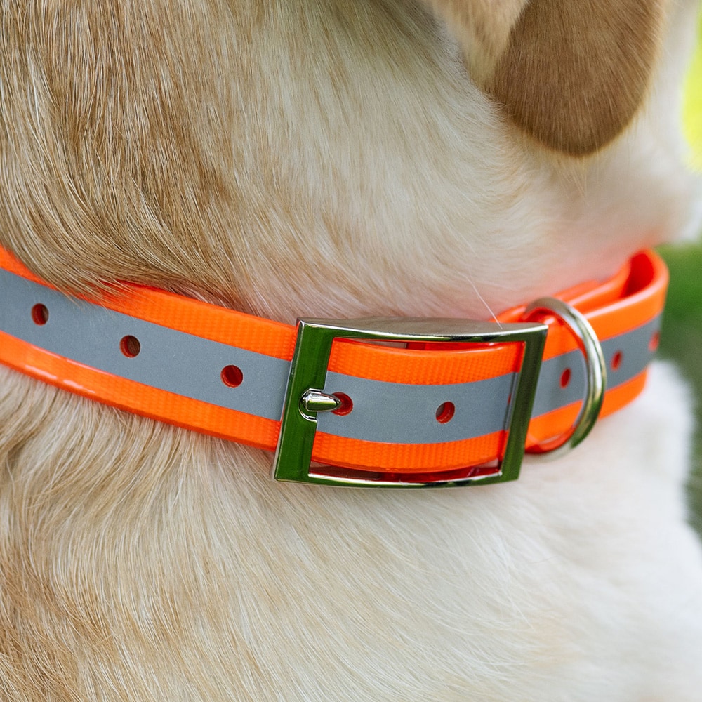 Halsband Hond Rexa traxx®