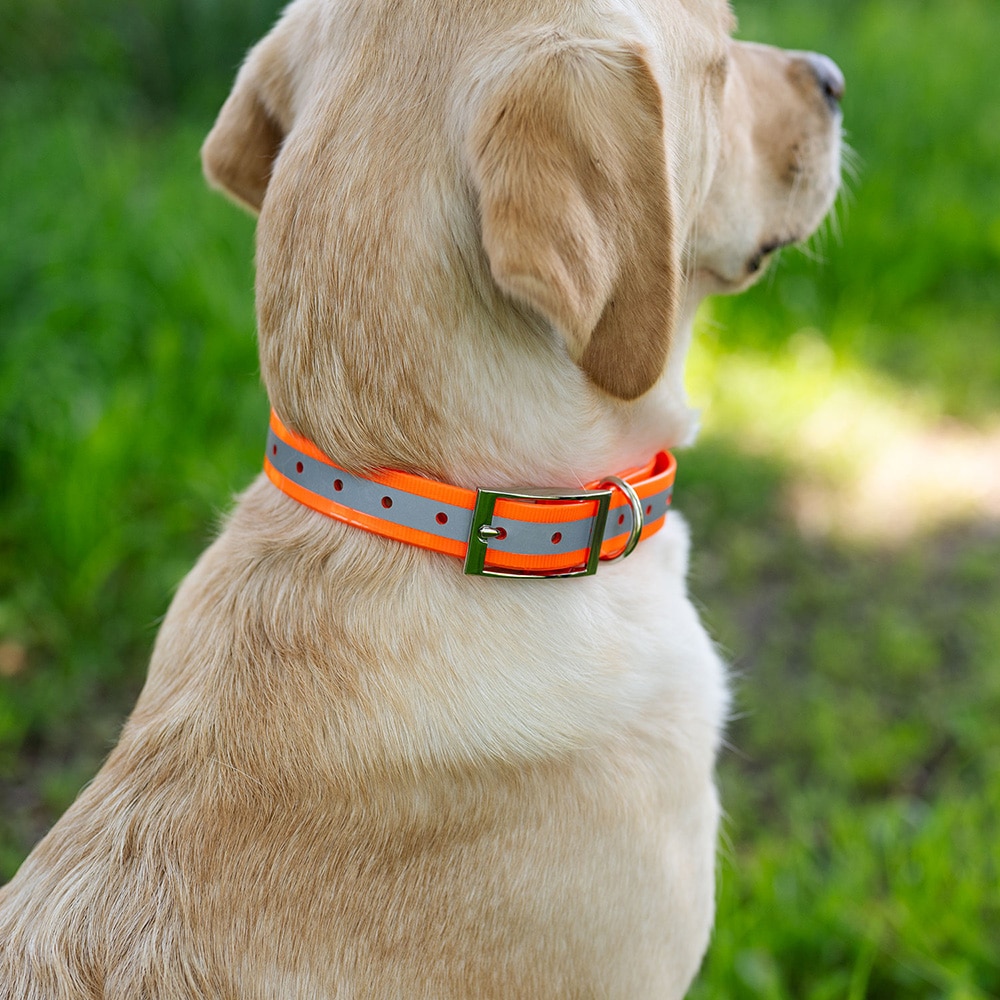Halsband Hond Rexa traxx®