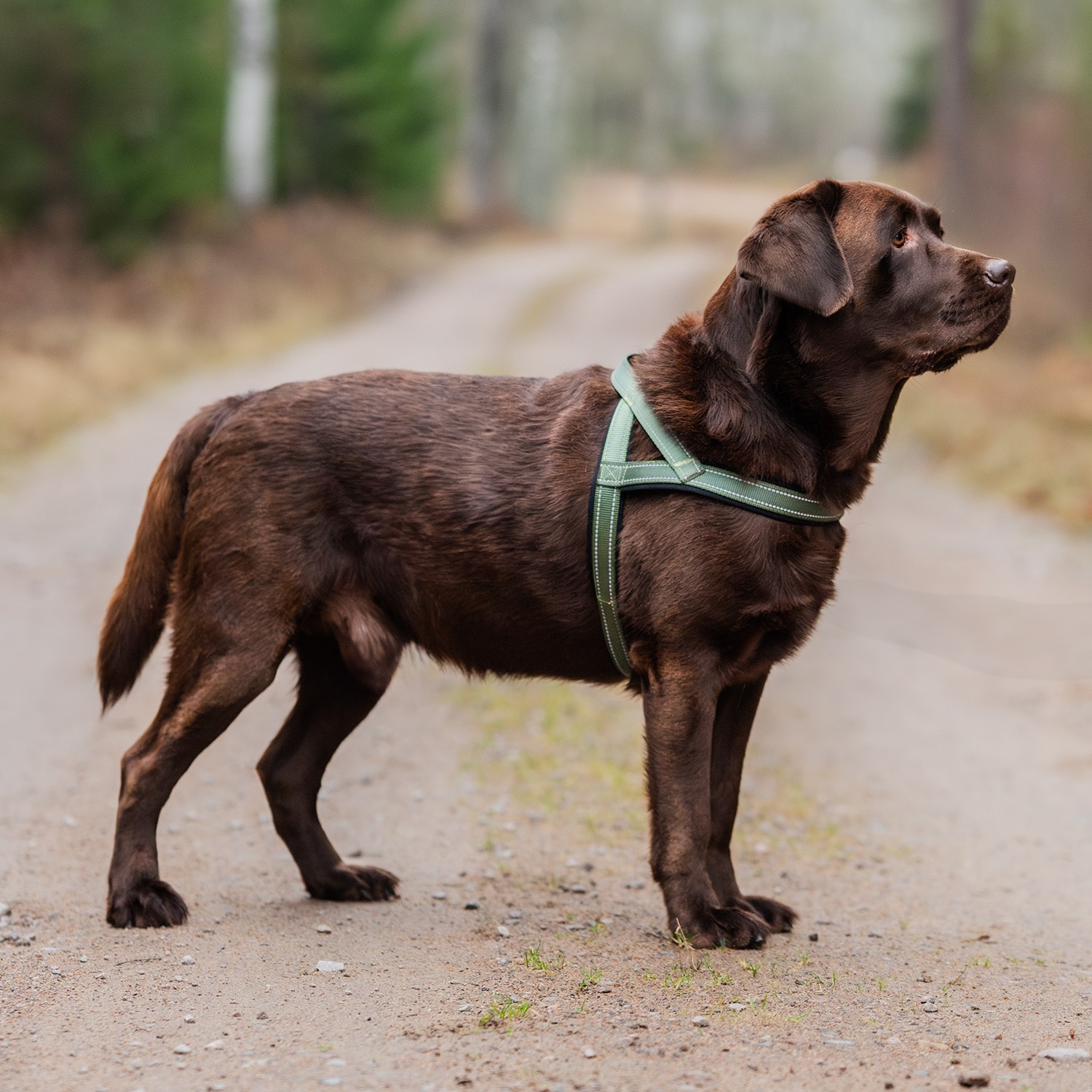 Hondentuig Base 2.0 traxx®