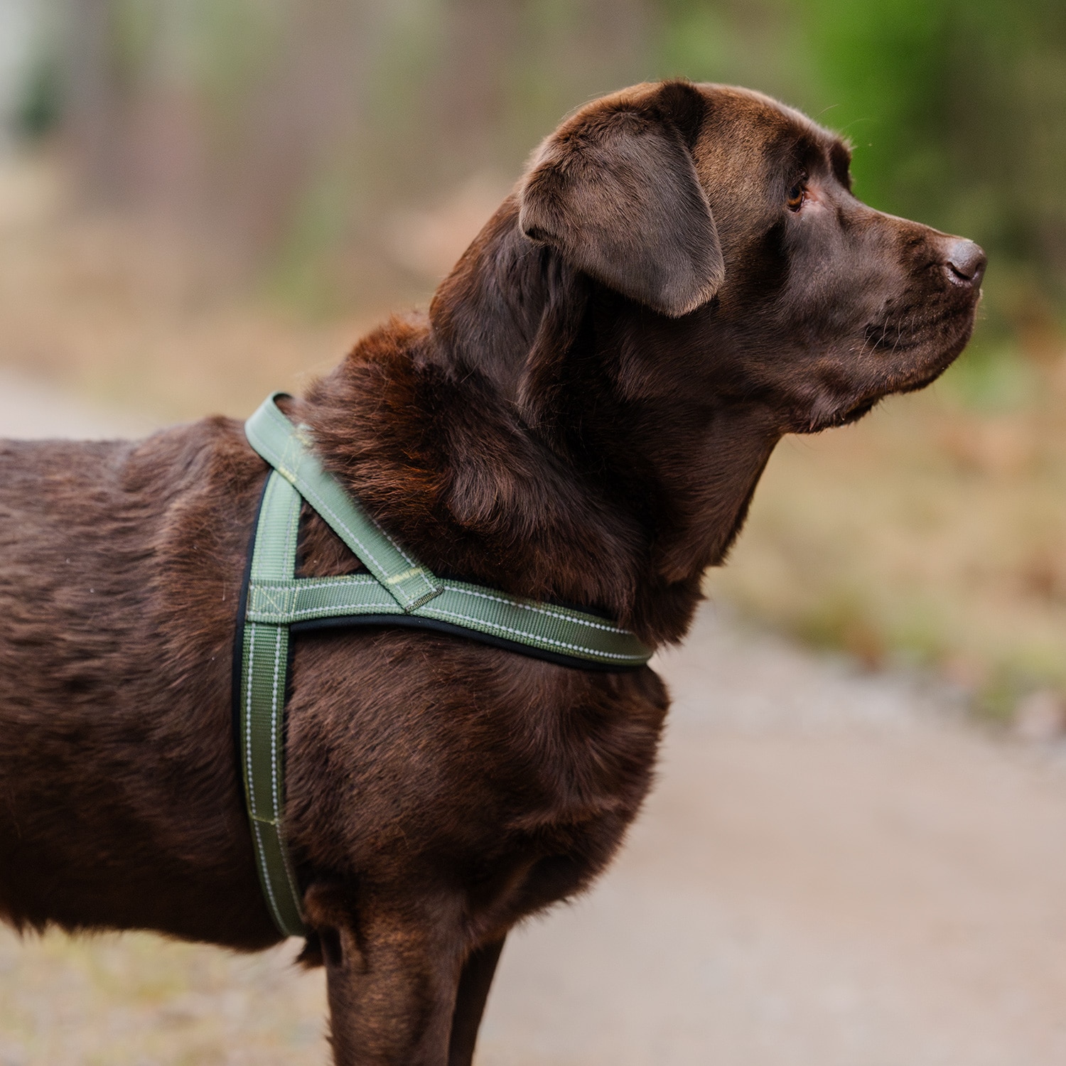 Hondentuig Base 2.0 traxx®