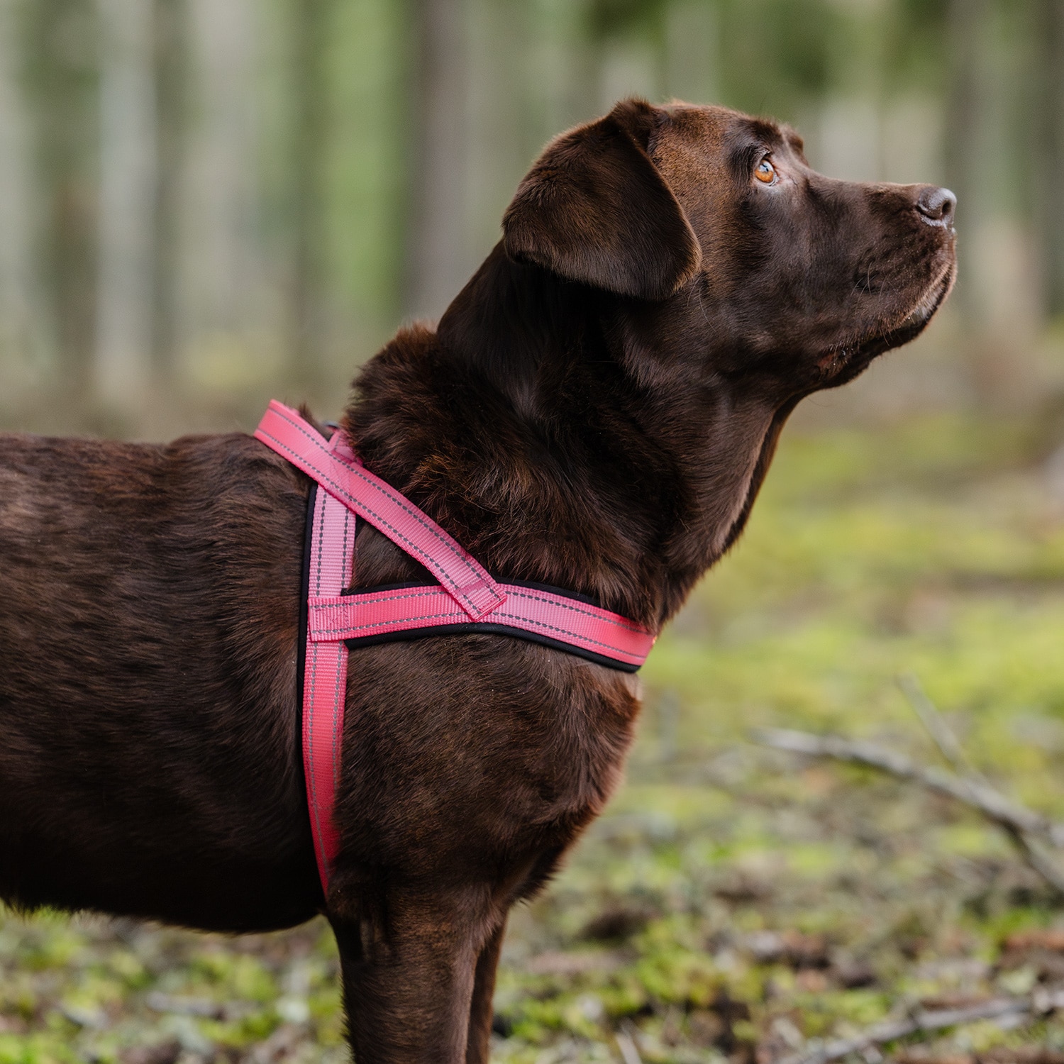 Hondentuig Base 2.0 traxx®