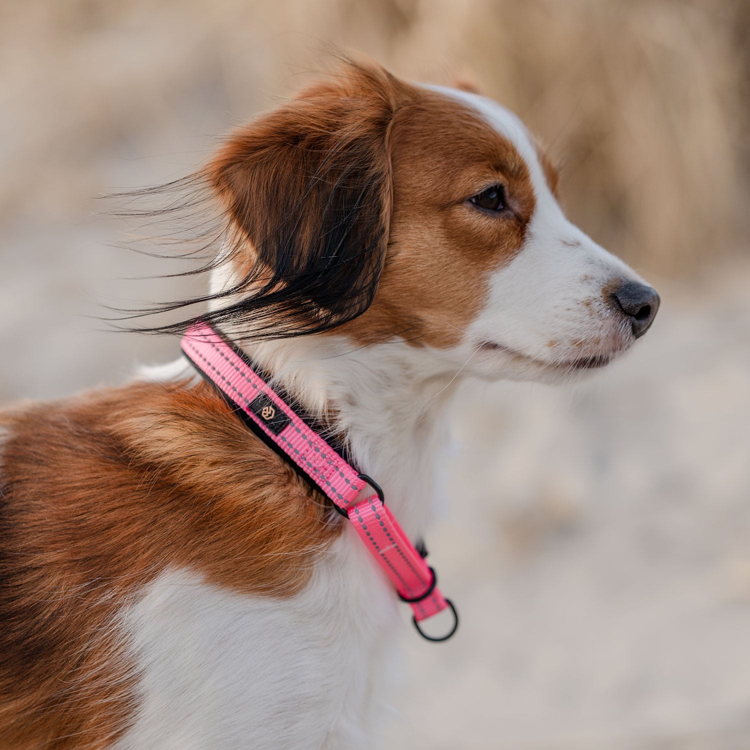 Halsband Hond Base 2.0 traxx®