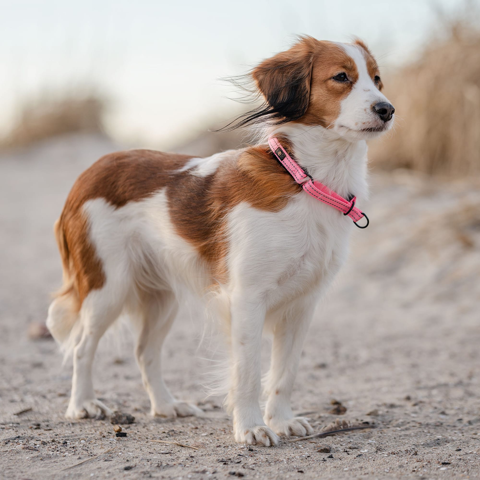 Halsband Hond Base 2.0 traxx®