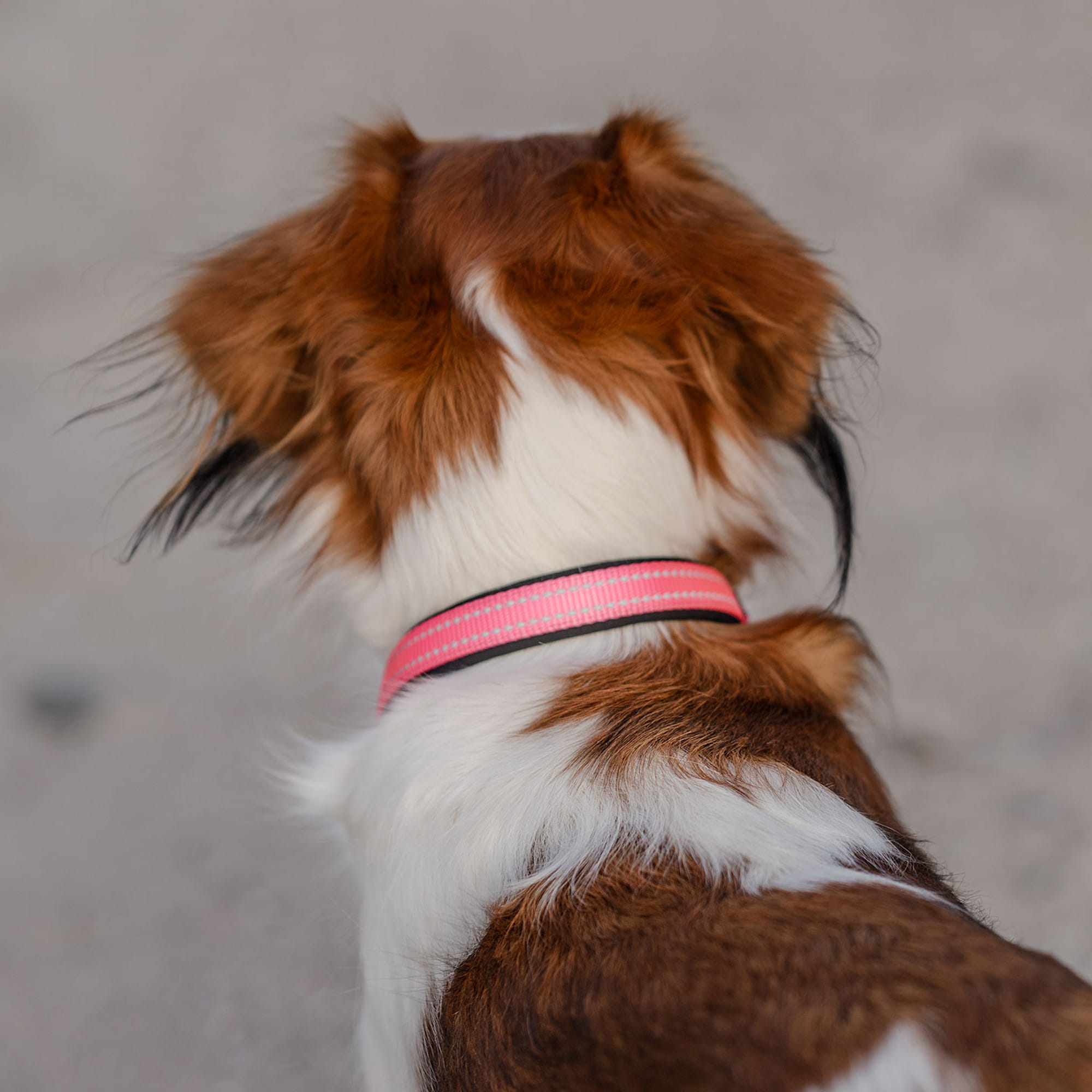 Halsband Hond Base 2.0 traxx®