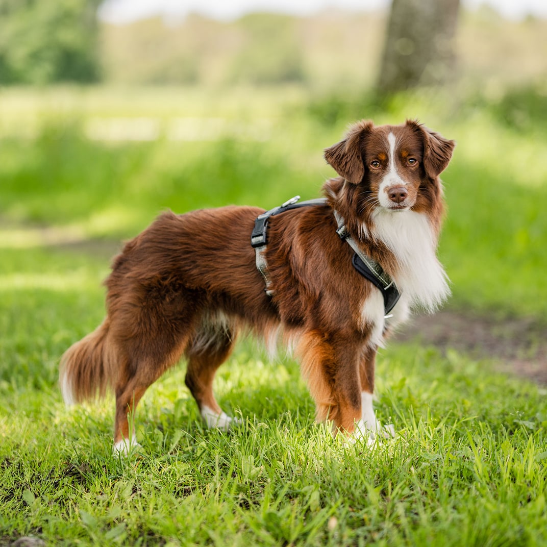 Hondentuig Troja traxx®