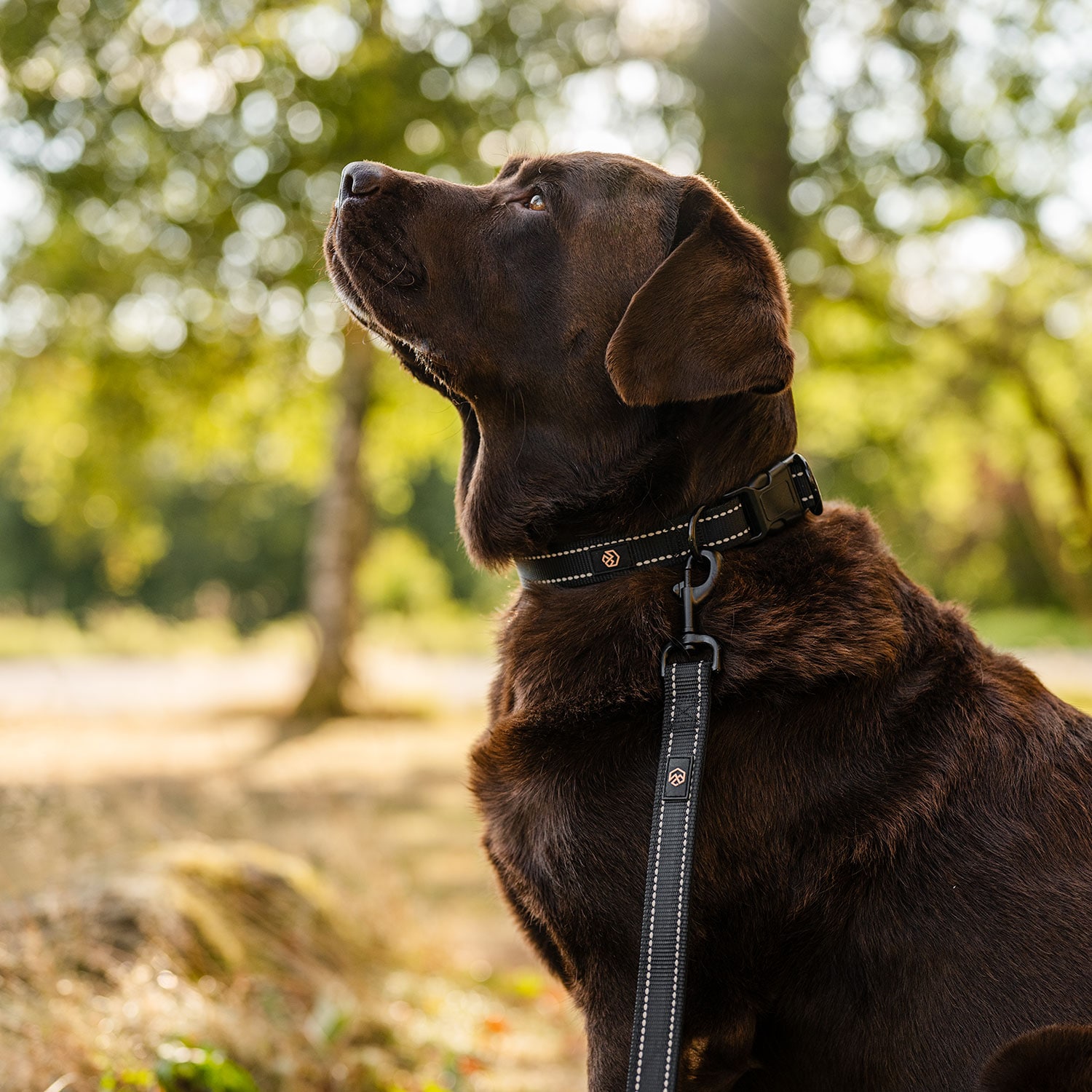 Halsband en riem Hond Traxx Base Multi 2.0 Halsband traxx®