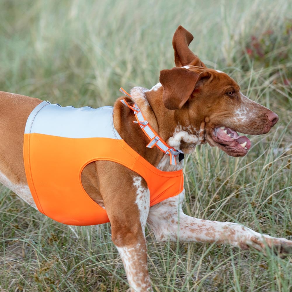 Reflecterende halsband Orion traxx®