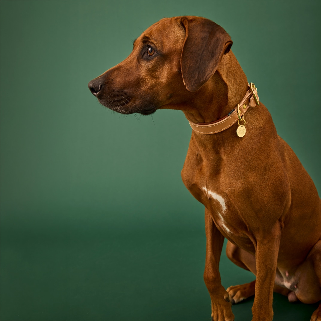 Halsband Hond Leoni Alac
