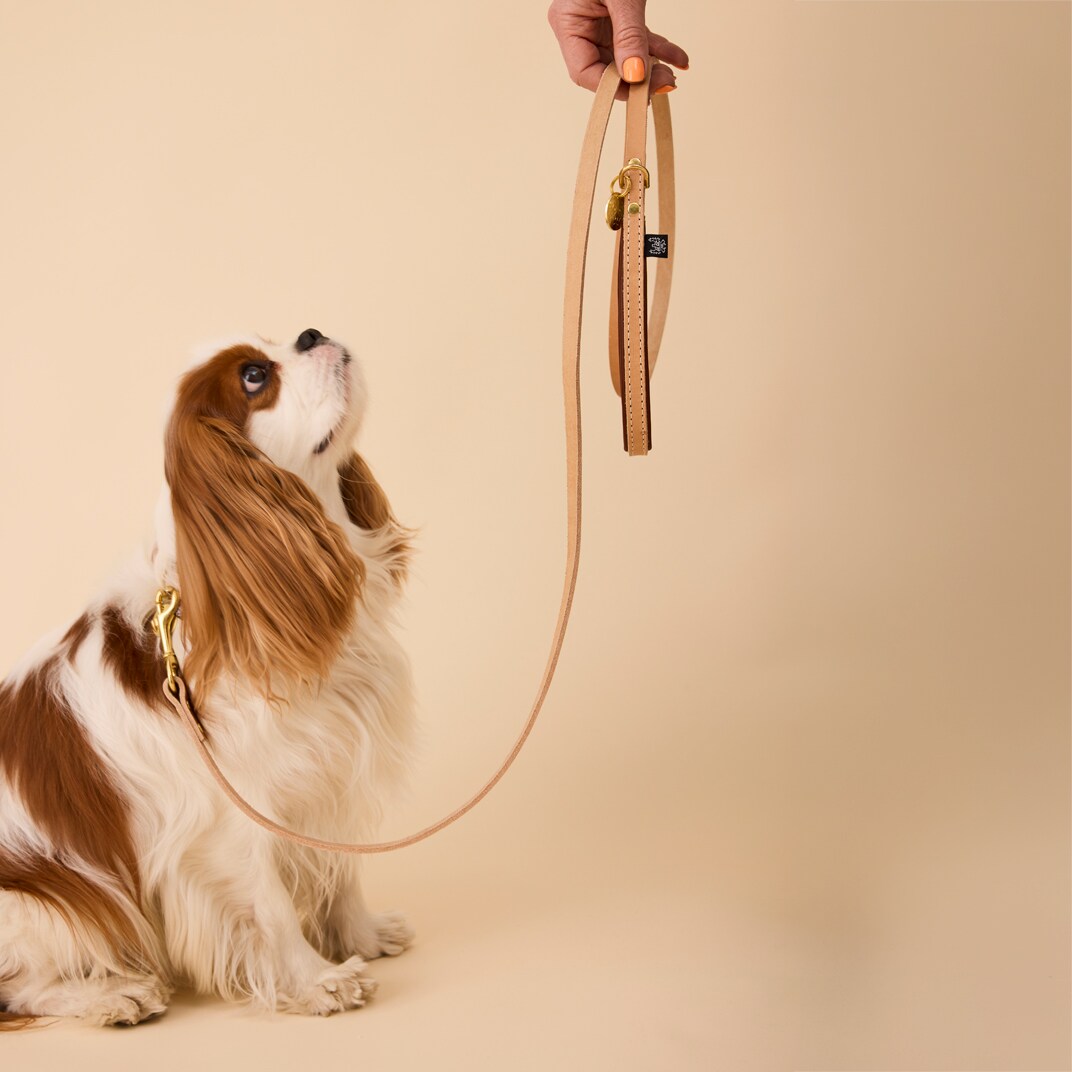 Lijn Hond Leoni Alac