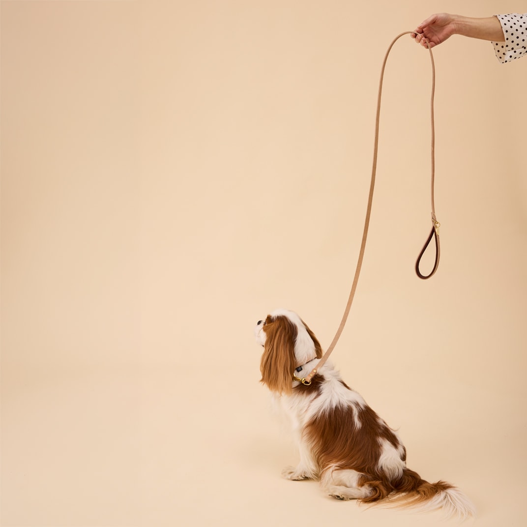Lijn Hond Leoni Alac