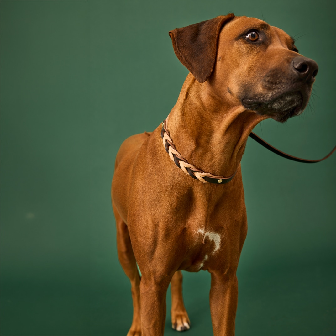 Halsband en riem Hond Felipe Retriever Alac