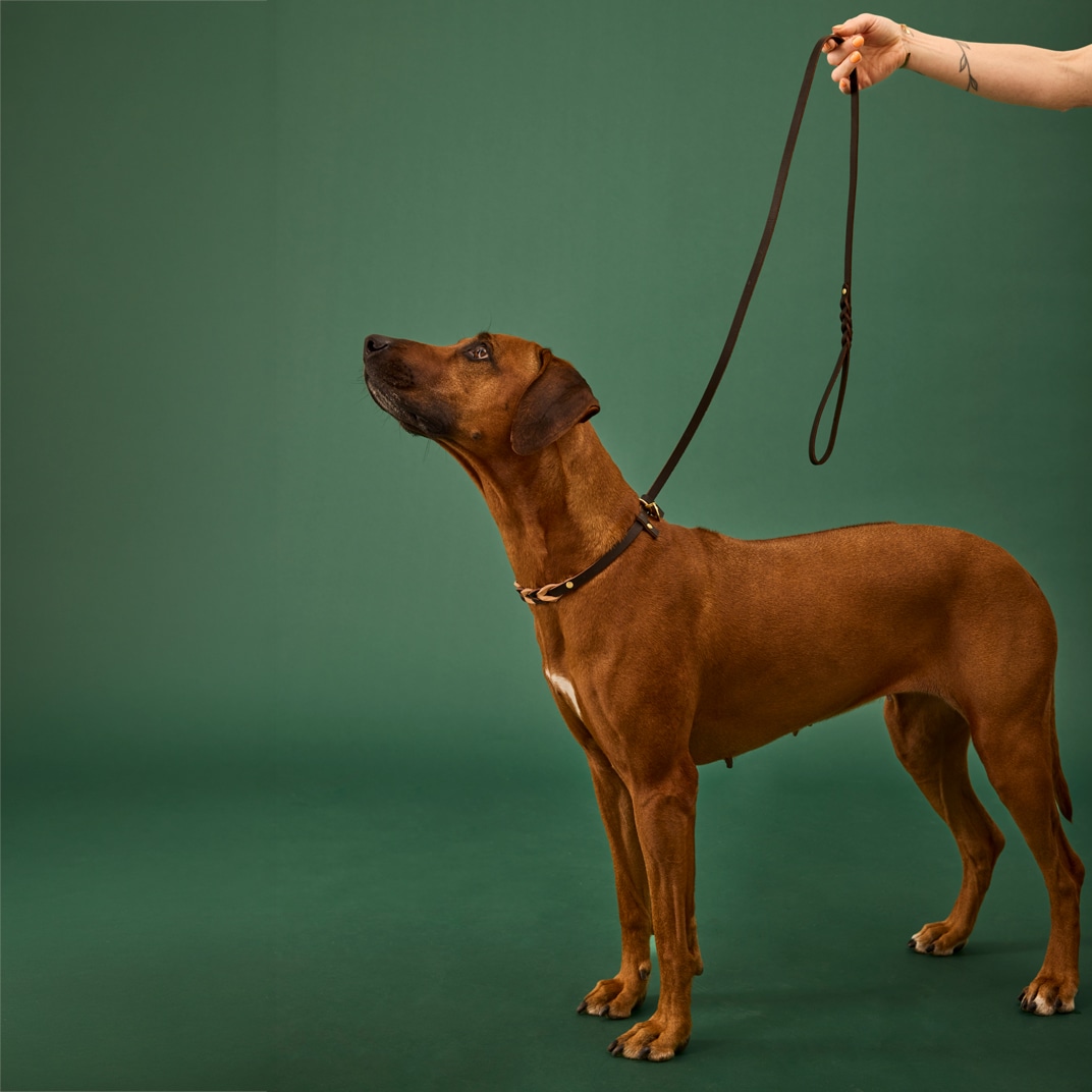 Halsband en riem Hond Felipe Retriever Alac