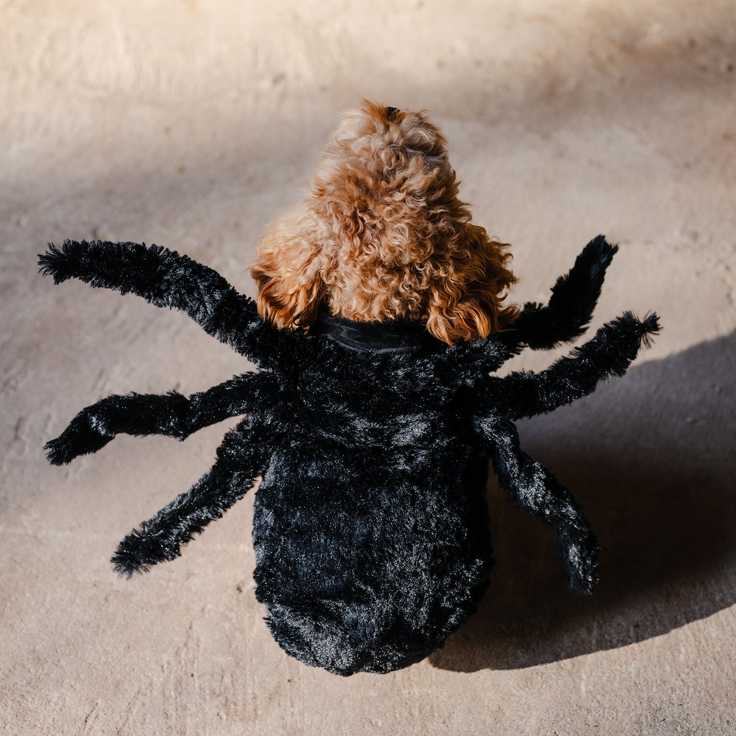   Halloween Spider traxx®