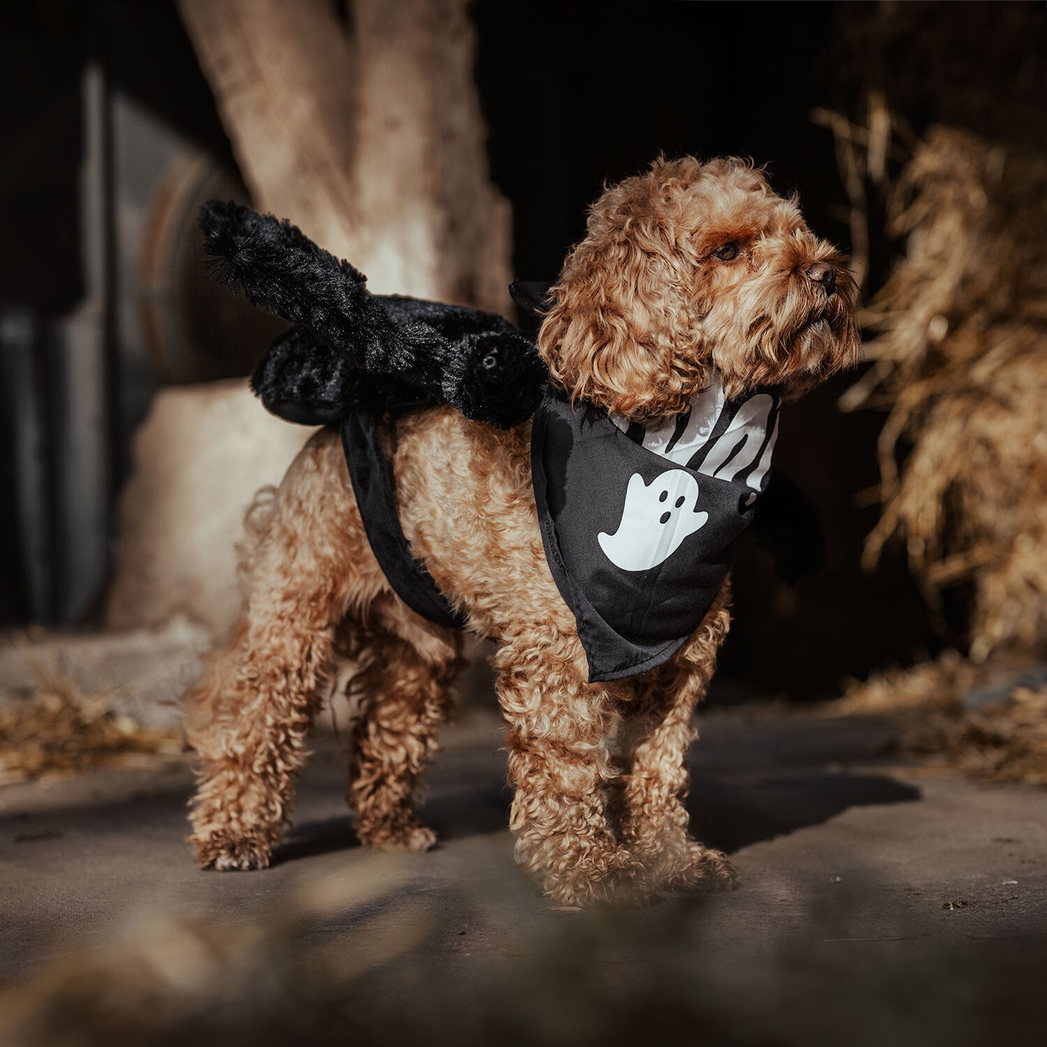   Halloween Spider traxx®