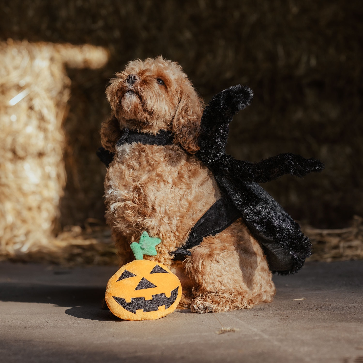 Hondenspeelgoed  Halloween Pumpkin traxx®