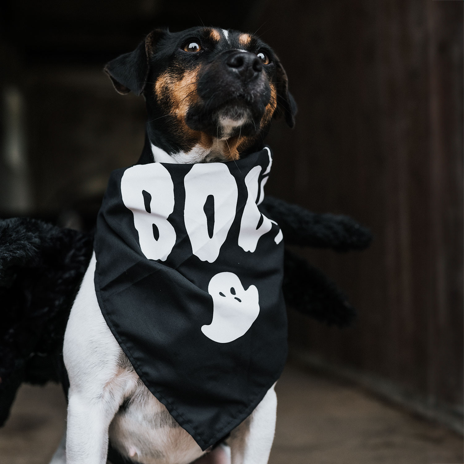 Sjaal Hond Halloween traxx®