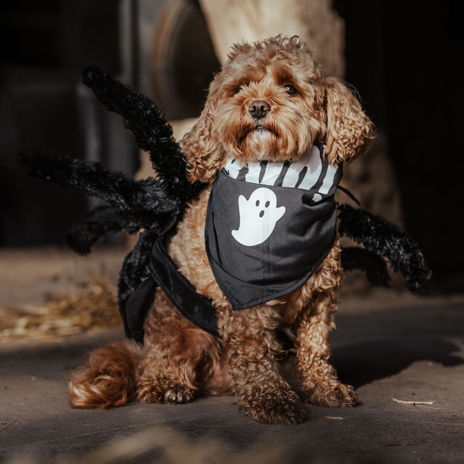Sjaal Hond Halloween traxx®