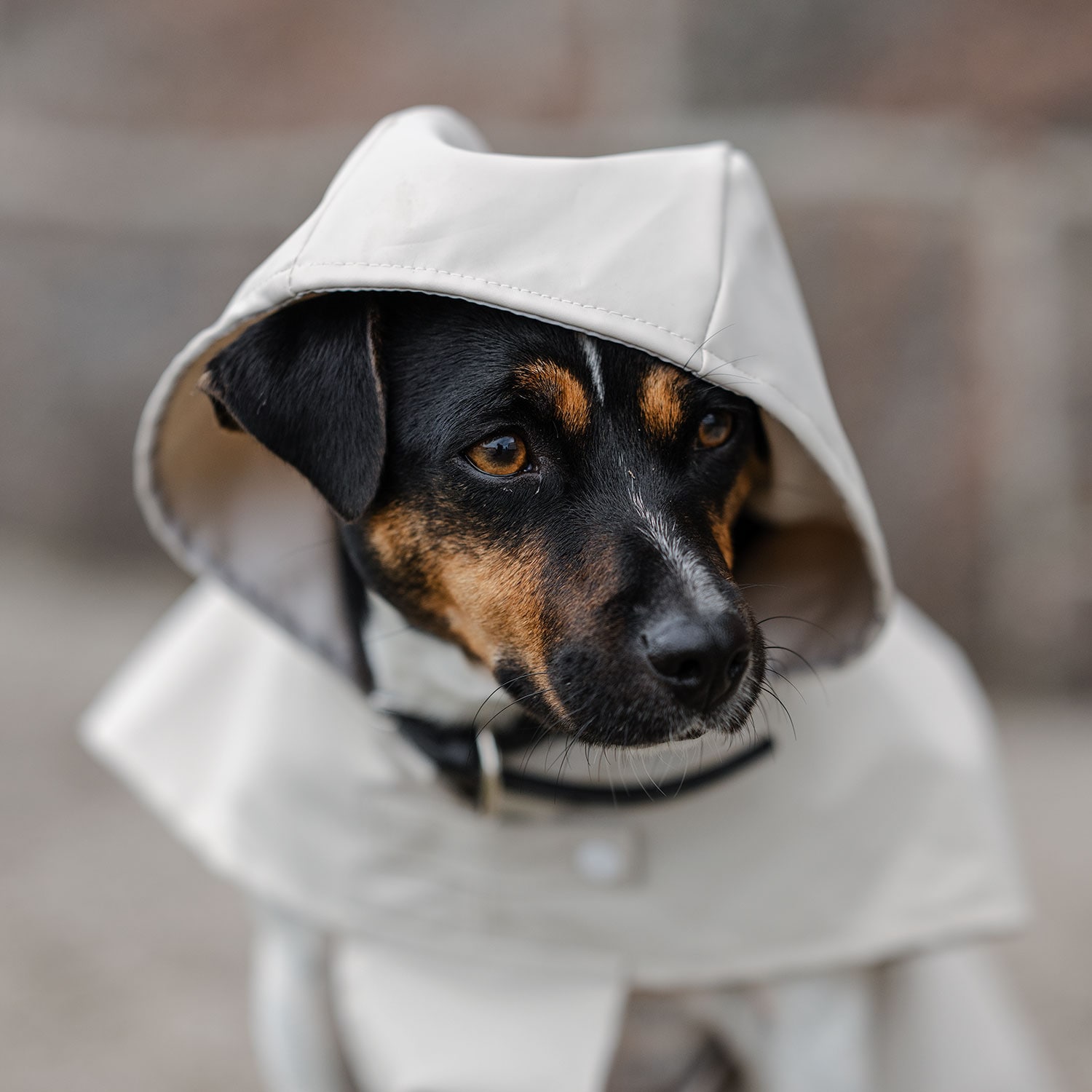 Regenjas Hond Archy traxx®