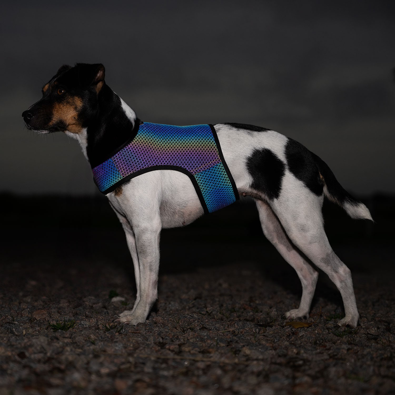 Reflecterend vest Hond Farid traxx®