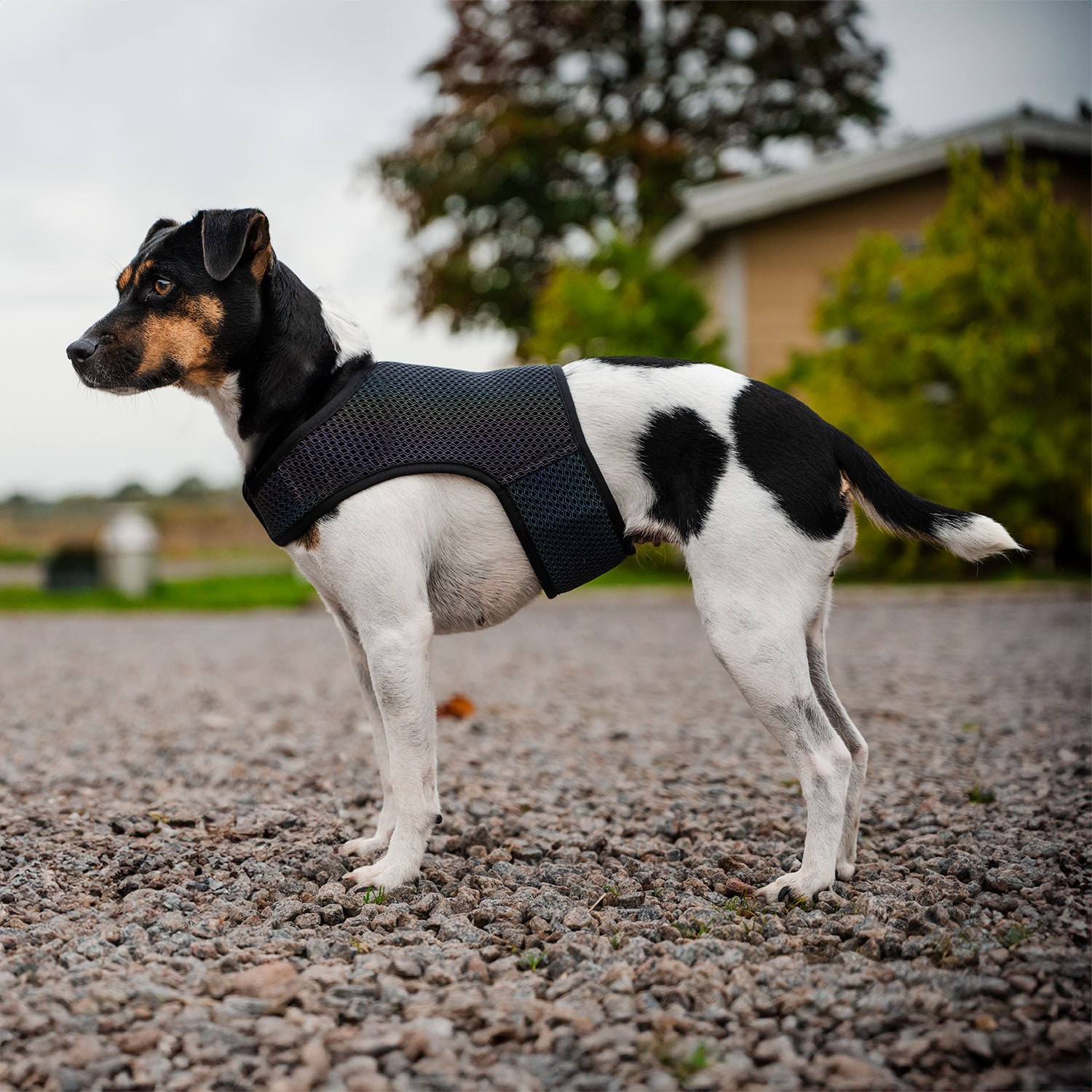 Reflecterend vest Hond Farid traxx®
