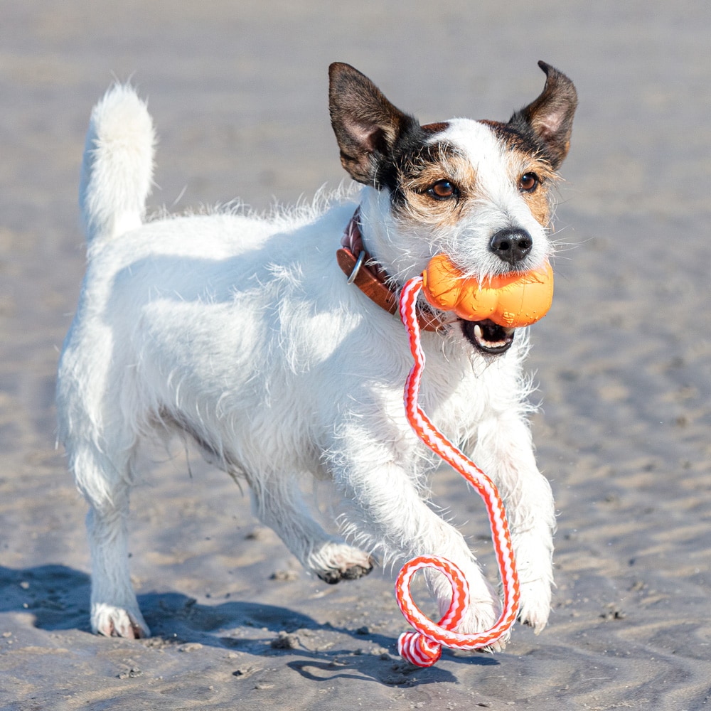 Hondenspeelgoed  Aqua Kong®