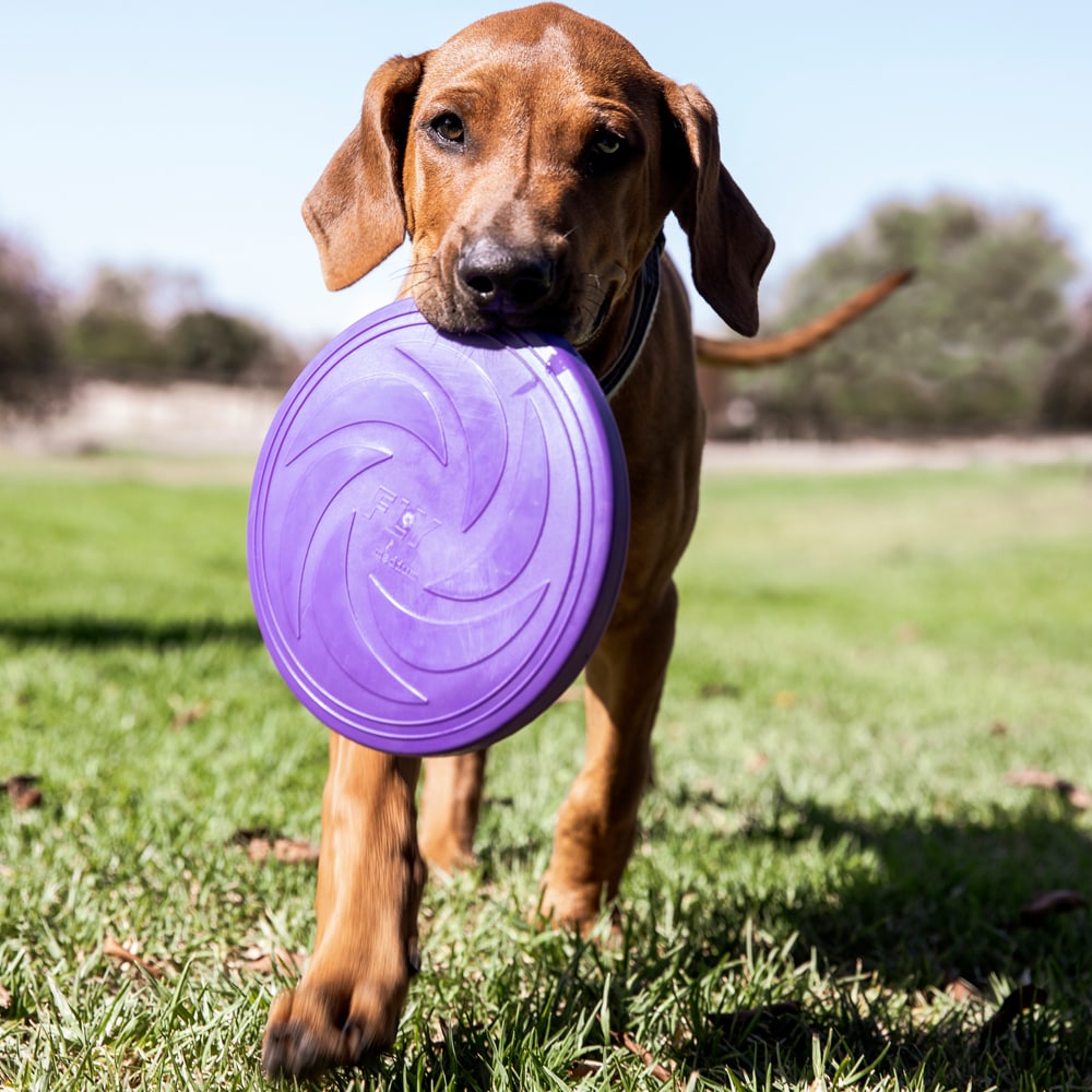 Hondenspeelgoed  Frisbee traxx®