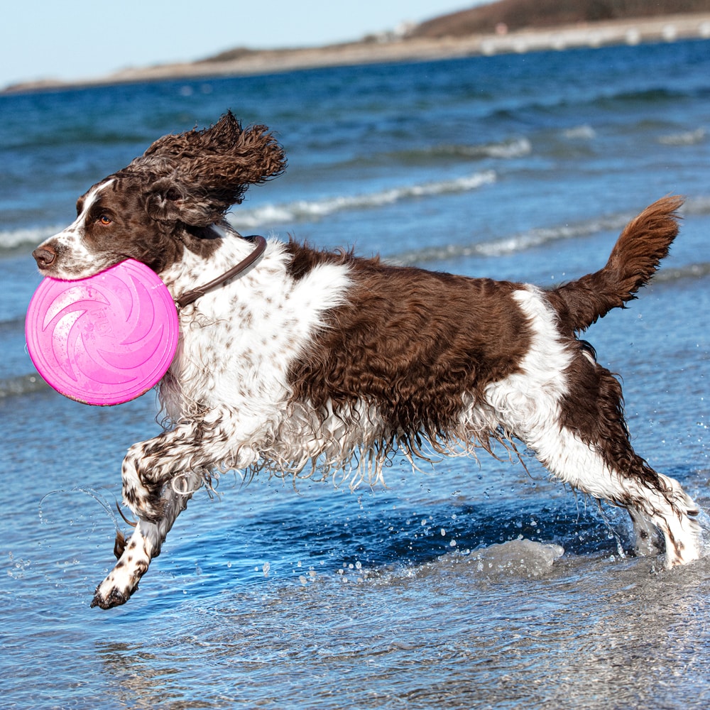 Hondenspeelgoed  Frisbee traxx®