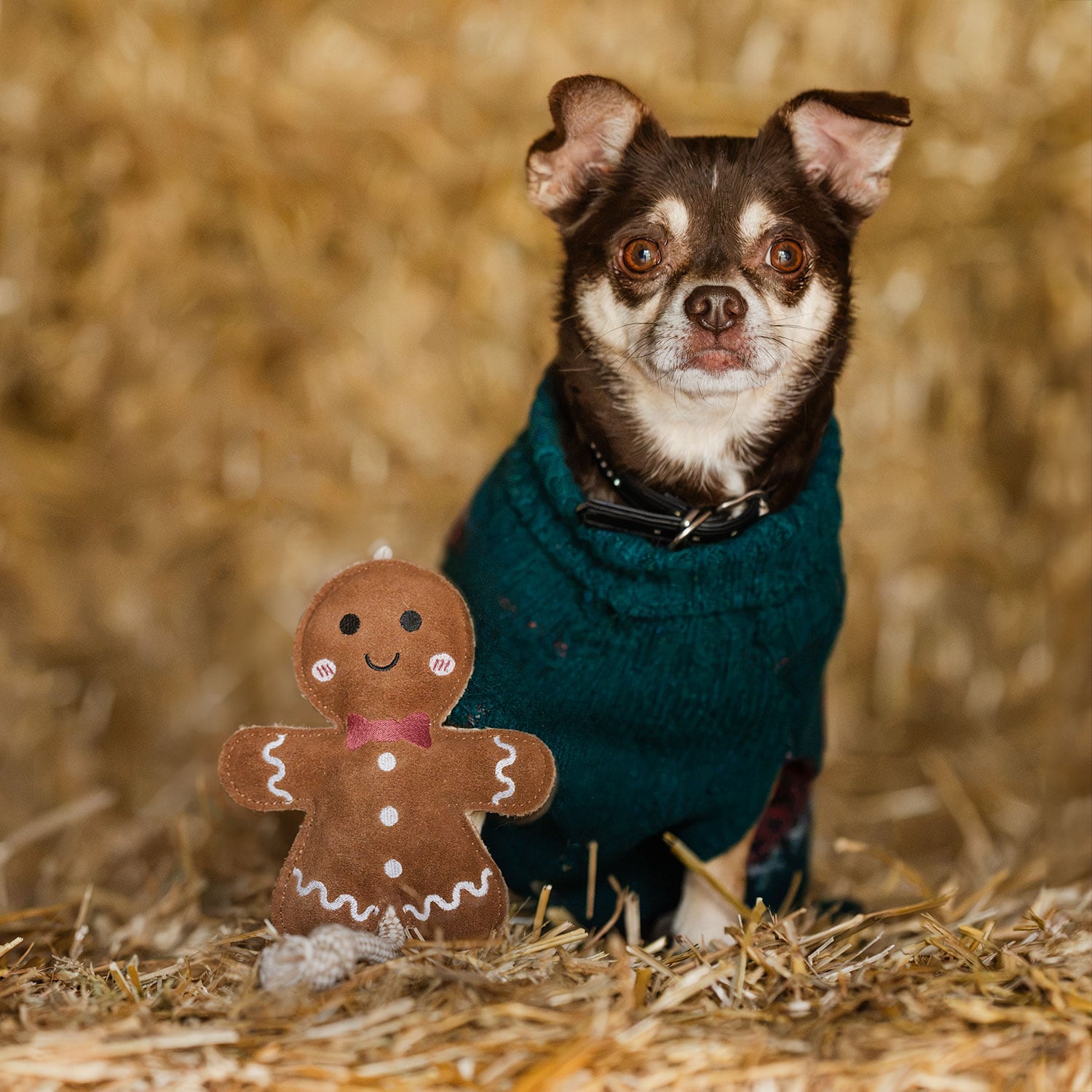 Hondenspeelgoed Gingerbread traxx®