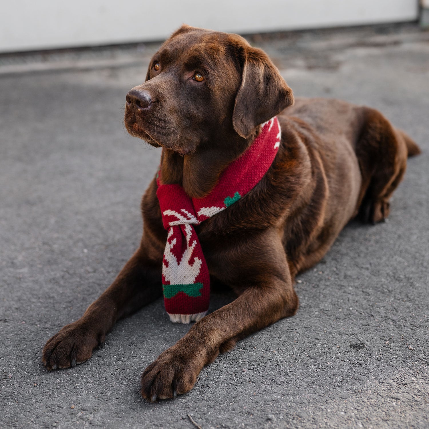 Sjaal Hond Christmas traxx®