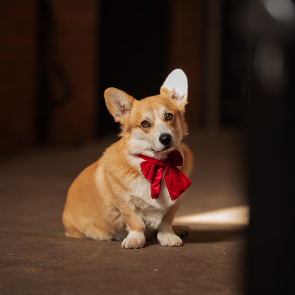 Hondenvlinderdas  Holly traxx®