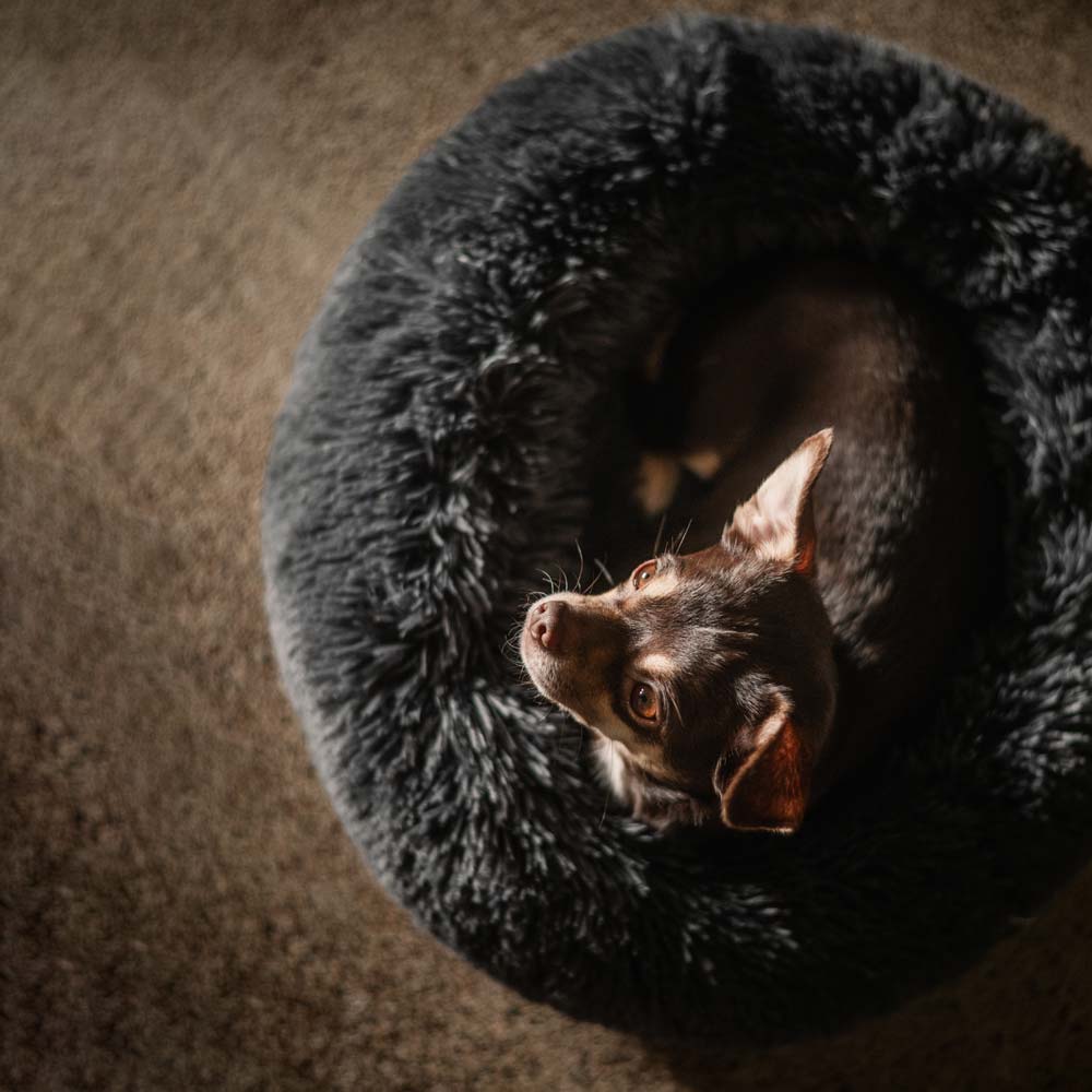 Hondenbed  Gizmo traxx®