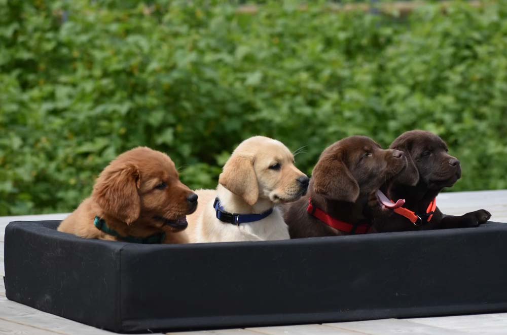 Hondenbed Origo traxx®