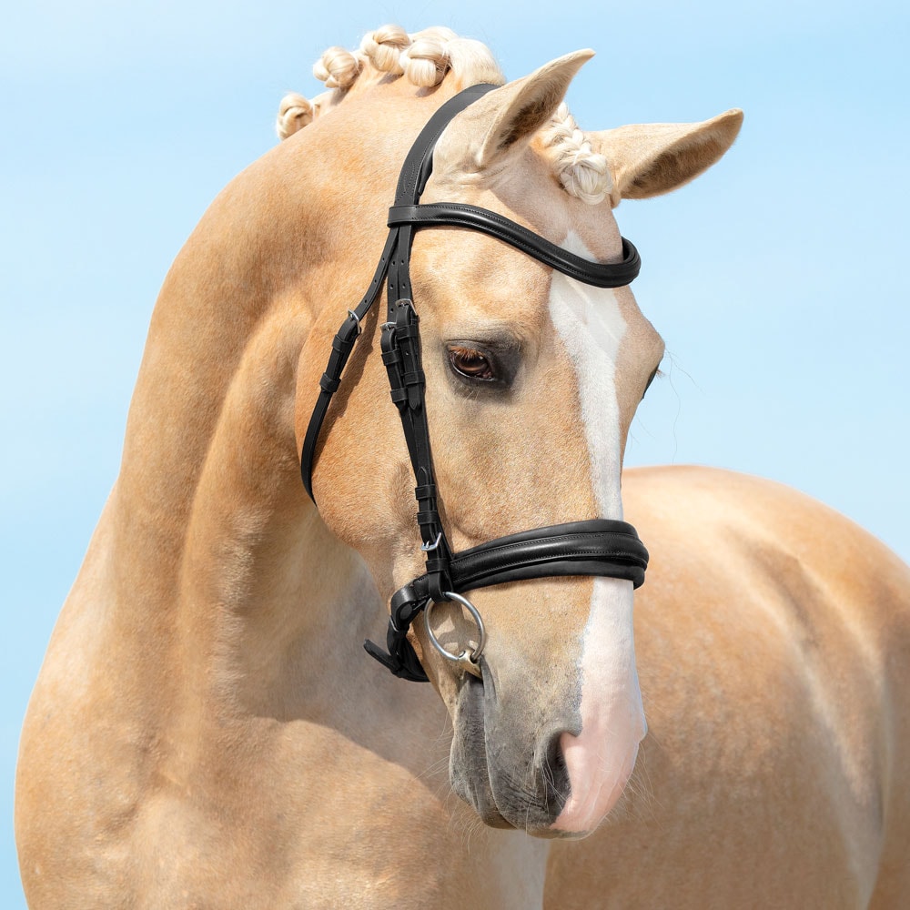 Neusriem gecombineerd met hoofdstel Saffron Fairfield®