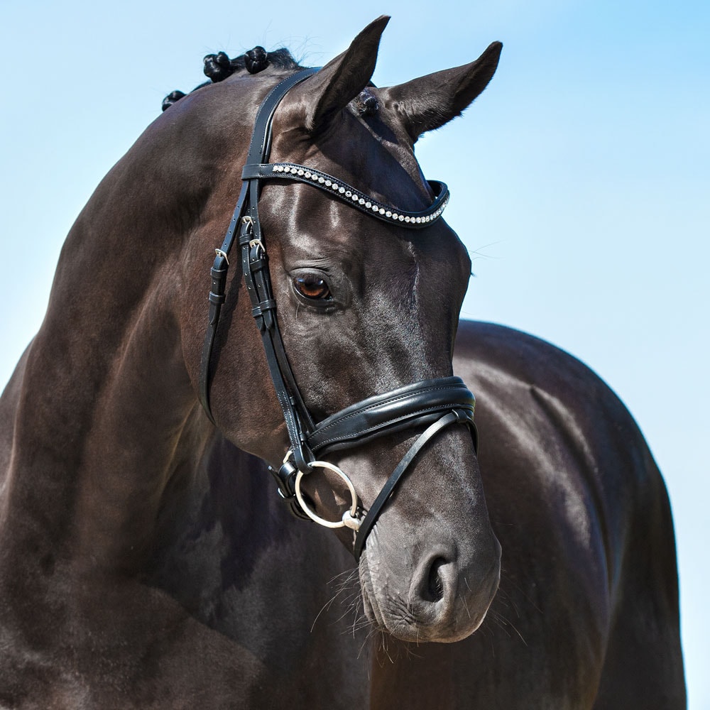 Neusriem gecombineerd met hoofdstel  Halmore Fairfield®