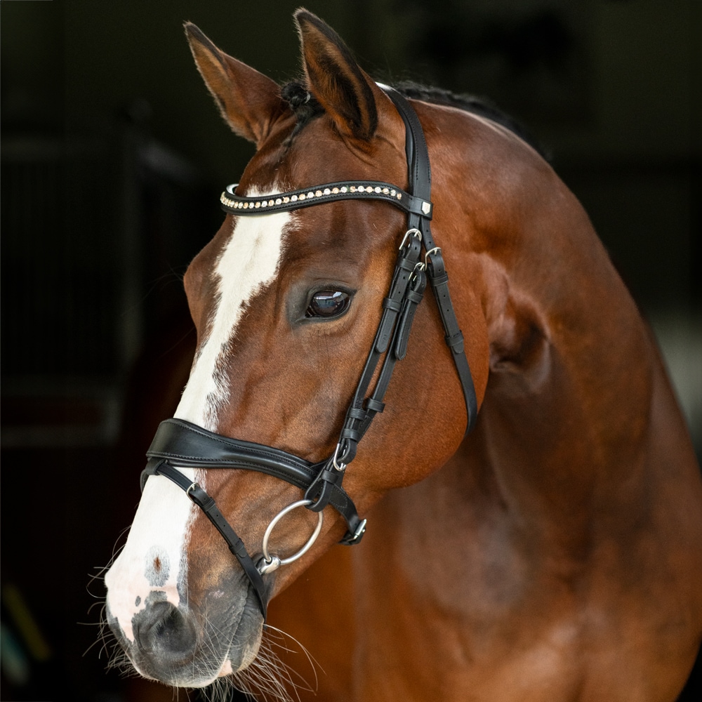 Neusriem gecombineerd met hoofdstel  Contin Fairfield®