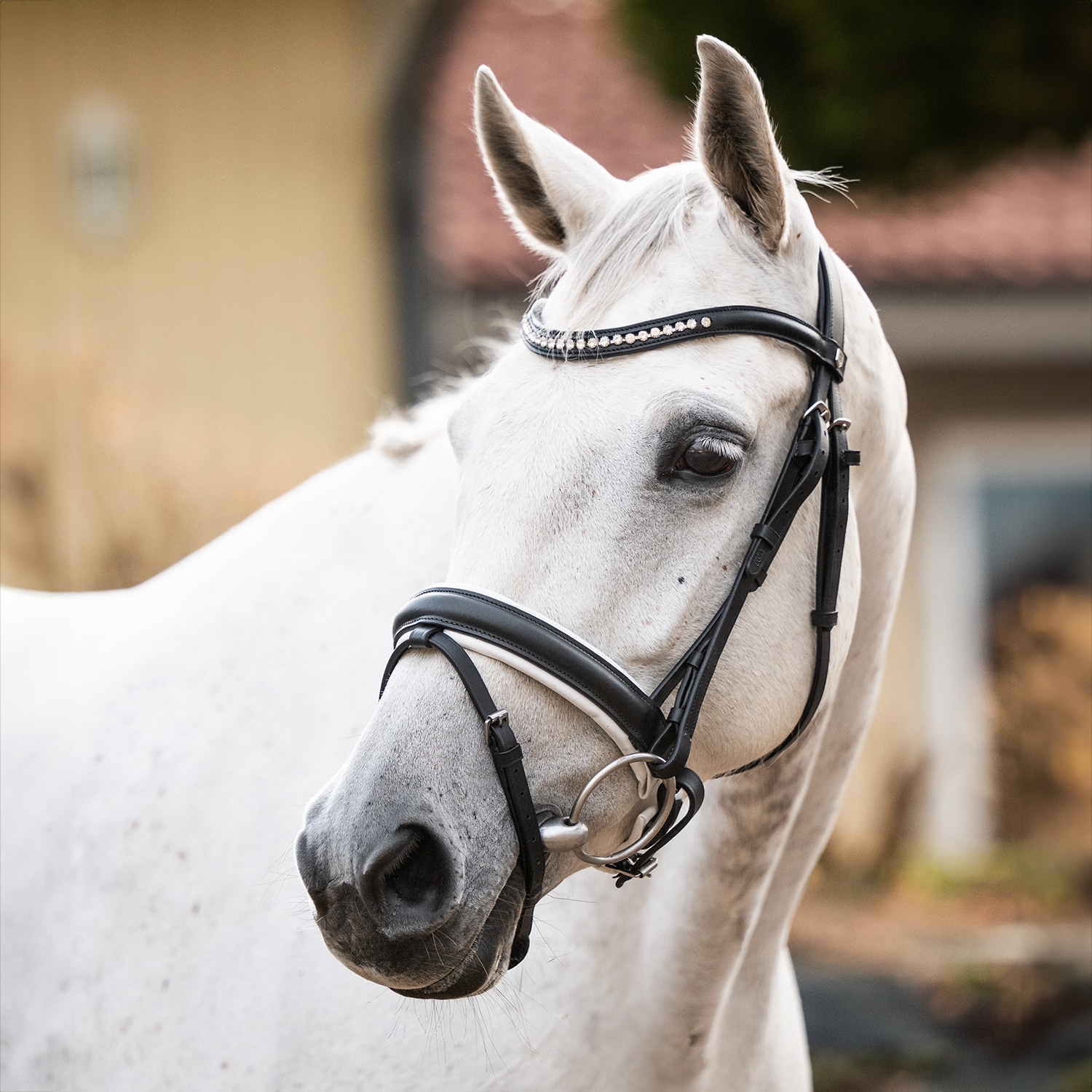 Neusriem gecombineerd met hoofdstel  Cambridge Fairfield®