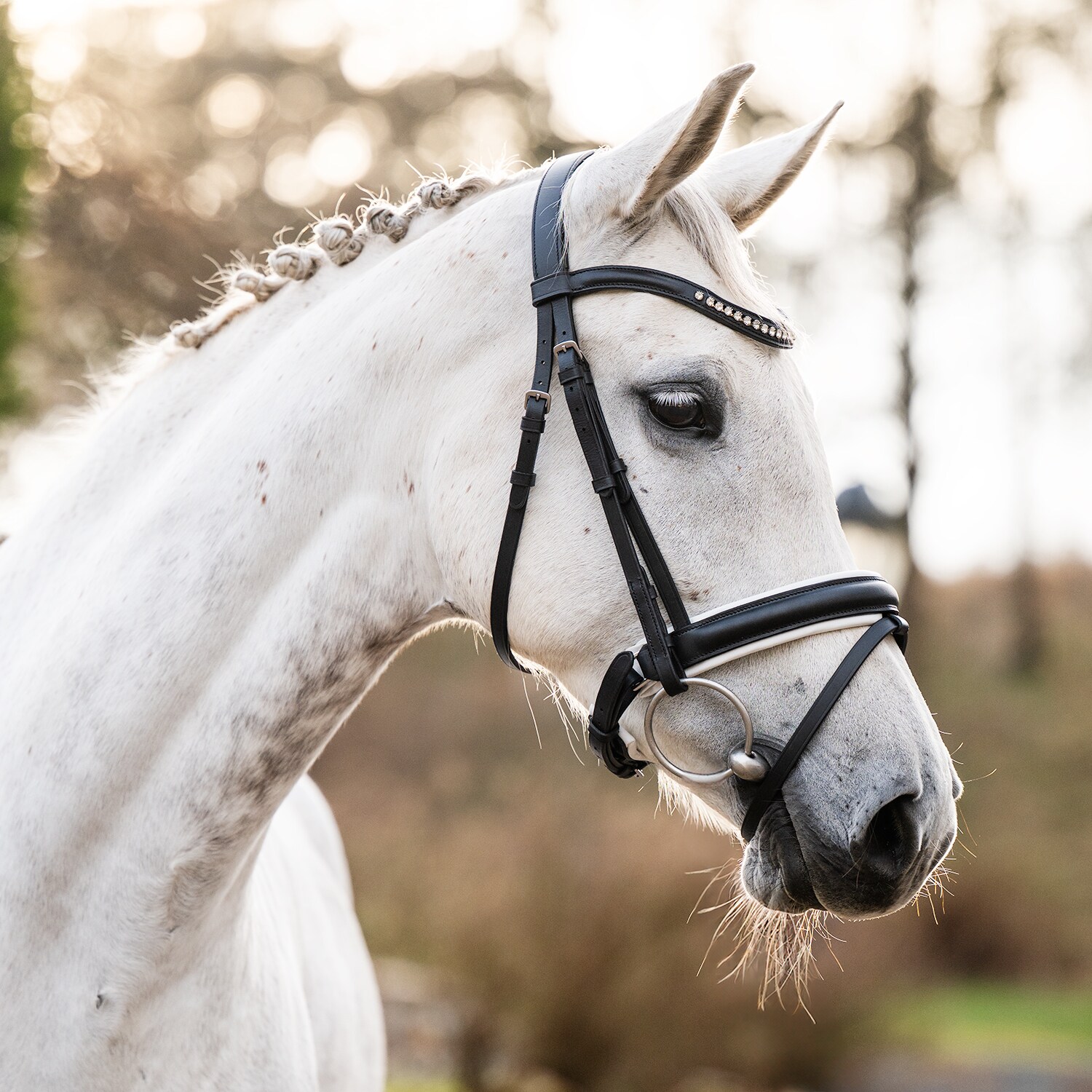Neusriem gecombineerd met hoofdstel  Cambridge Fairfield®