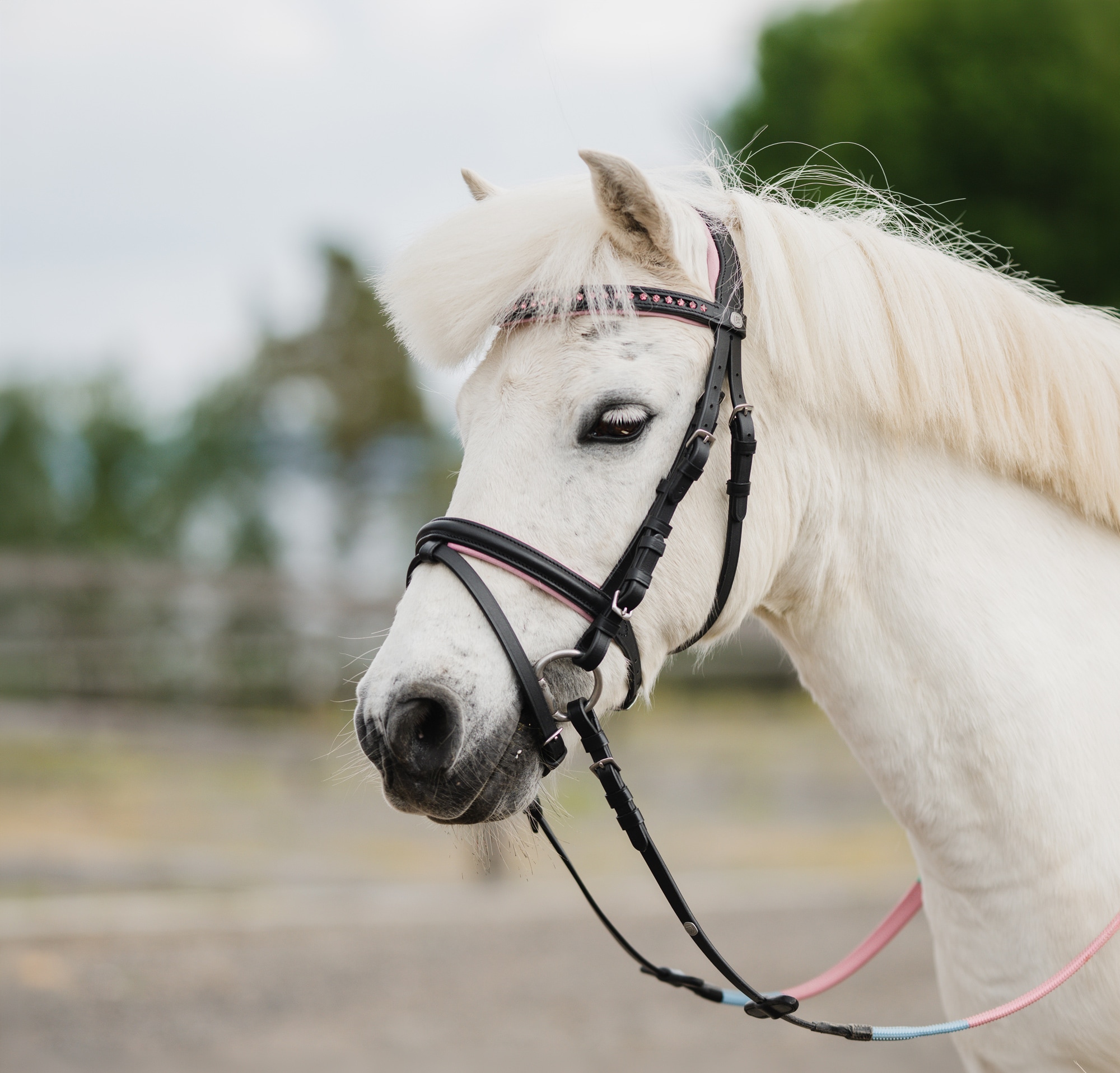 Neusriem gecombineerd met hoofdstel Penny Fairfield®